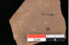 Foto (Detailansicht) von Asterocalyx styriacus Ettingshausen (NHMW-GEO-2024-0188-0424)